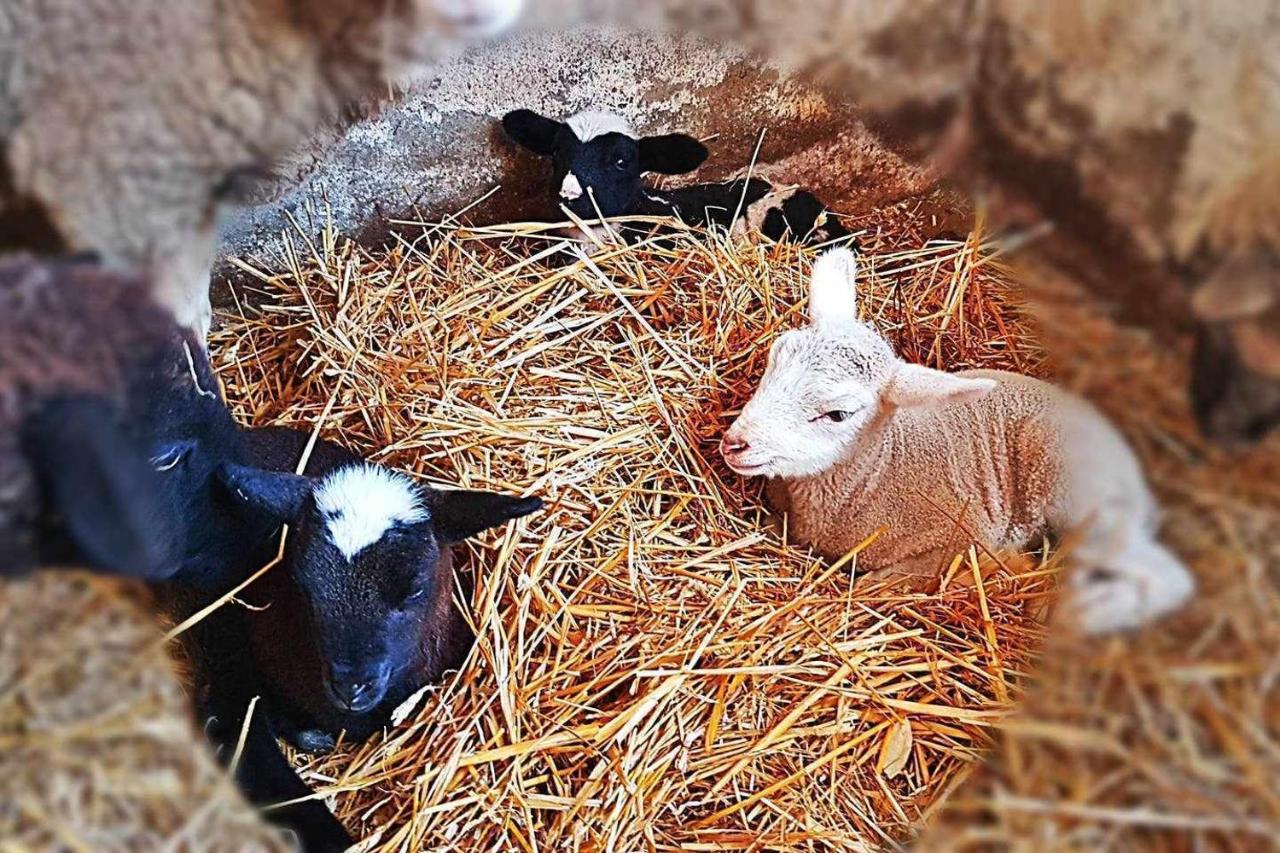 Casa Rural Finca Real De Niebla Ngoại thất bức ảnh
